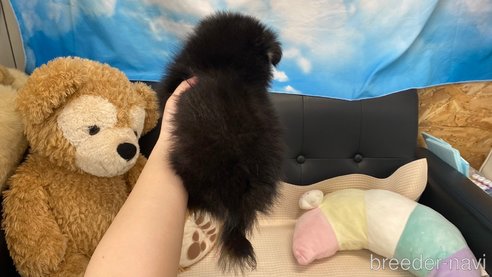成約済の兵庫県のポメチワ:ポメラニアン×チワワ-314429の8枚目